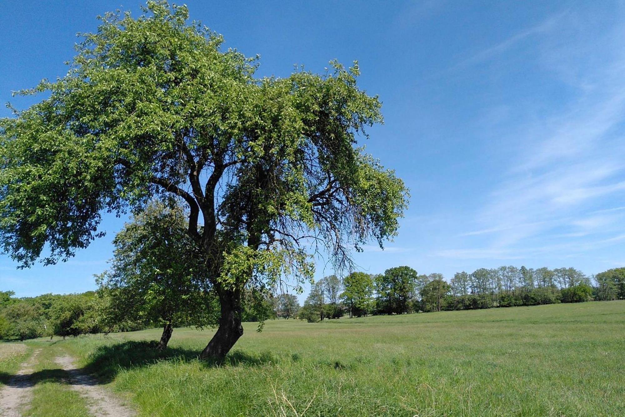Ferienwohnung Zur Pferdekoppel Bömitz Esterno foto