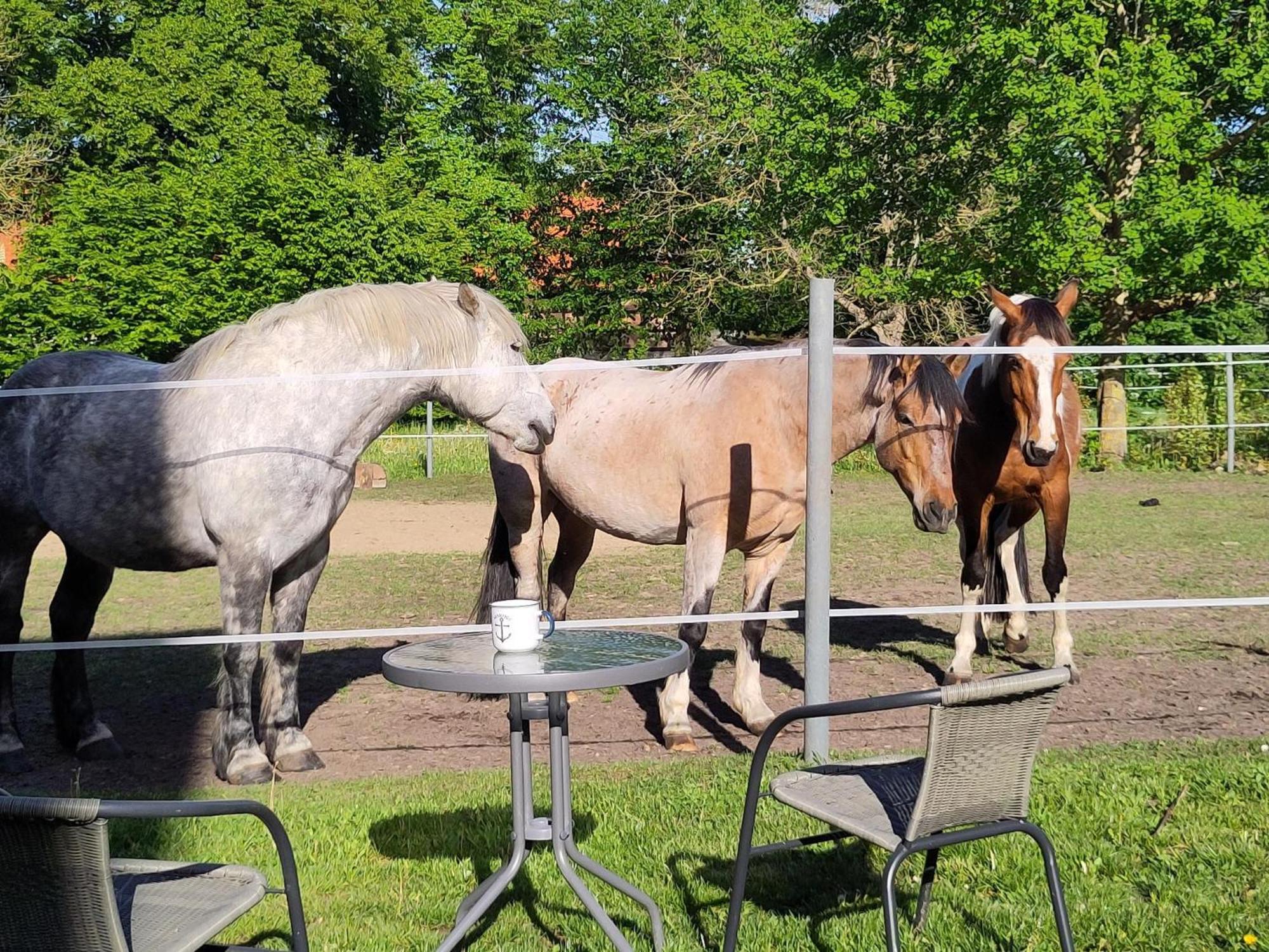 Ferienwohnung Zur Pferdekoppel Bömitz Esterno foto